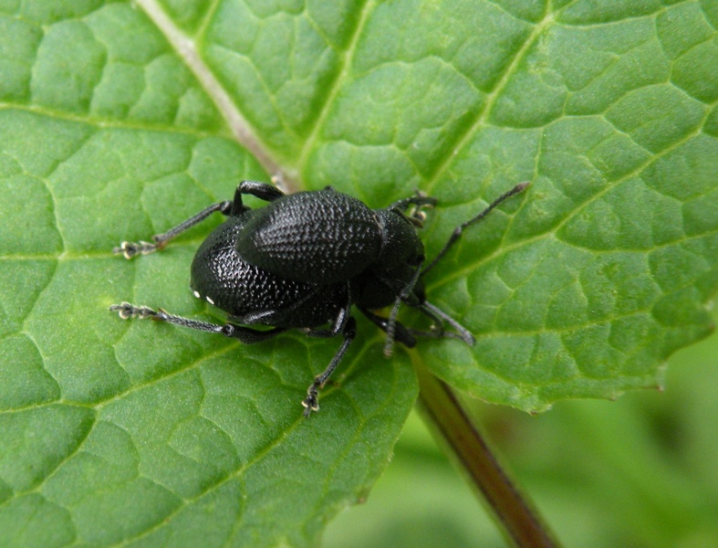 Anche lui nel suo piccolo (Curculionidae - Otiorinchus?)